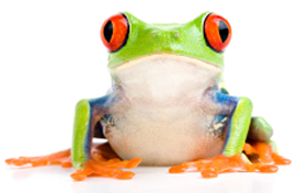 frog on stem